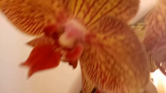 Моя новая орхидея!