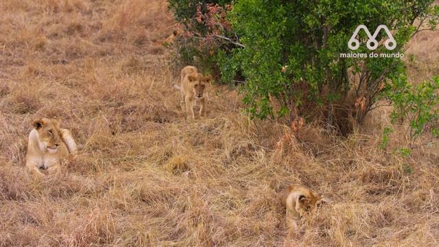 QUANDO O LEÃO ENCONTRA O GORILA
