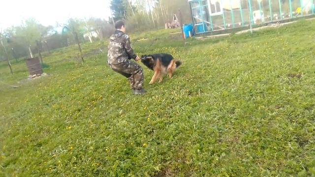 @Nitro Gauss. Игра с собакой по имени Чайра
