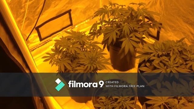 New Grow Equipment  1,000 Watt HPS