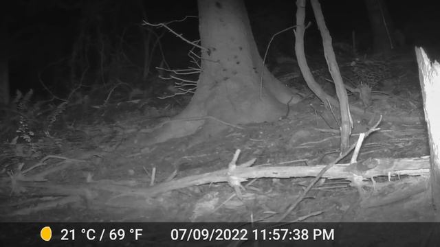 Poconos, PA Trailcam Compilation - August 2022 (Coywolf, Maine Coon, Red Fox, Grey Fox)