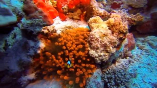 Go Pro Hero 3 Scuba Diving At 28 Metres Using Fishlite 2400 Lumen Red Light Torch And Red Filter