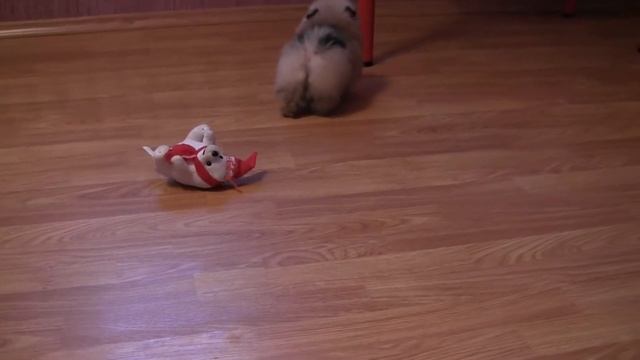 померанский шпиц