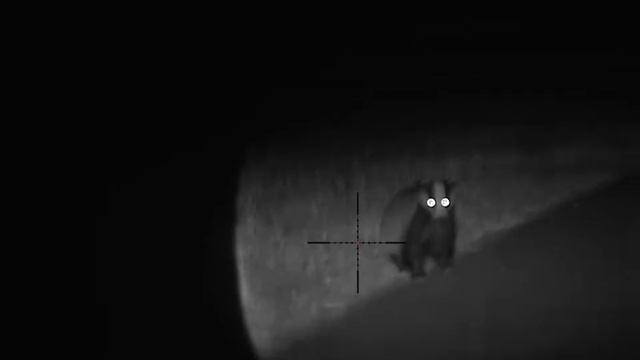 охота 2023 на лося на гону, ждал лося, а вышел барсук. Pulsar Digex C50