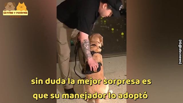 Perro Detector De Explosivos Se Jubila Con Una Gran Sorpresa