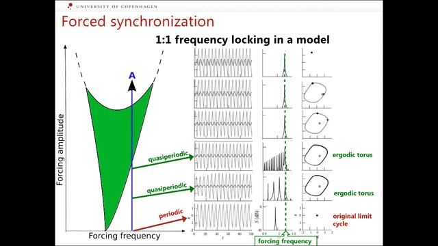 Mathematical Modeling Of Physiological Systems: Synchronization (Part 3)