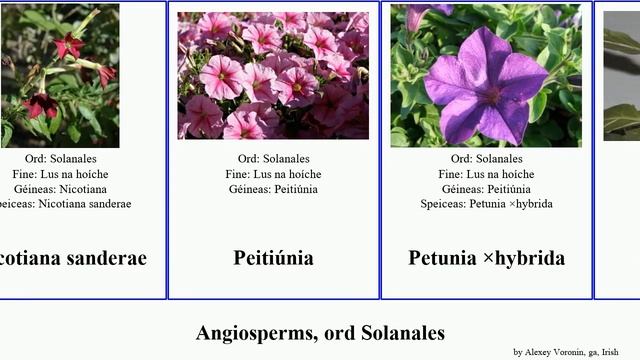 Angiosperms, Ord Solanales Solanum Var Americana Europaea Gorm Ferox Compacta Dearg Cuscuta Fuse