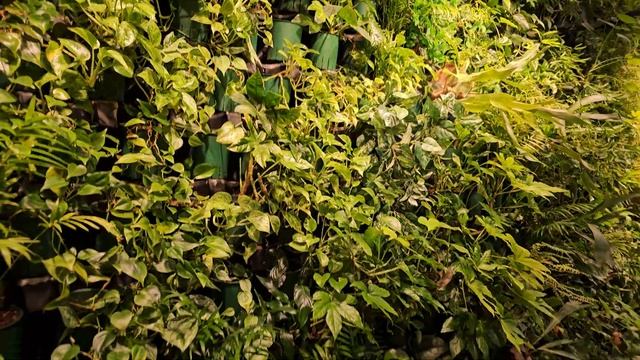 Огромная Фитостена. Размер и состояние впечатляют.