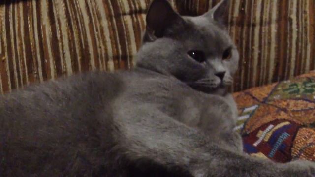 Моя кошка Бонита