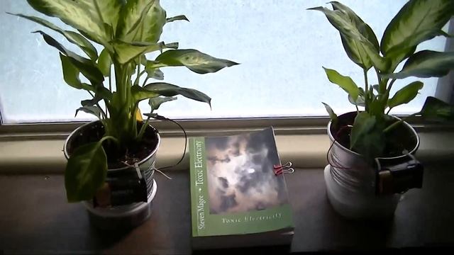 1.5 Volt Battery Plant Experiment