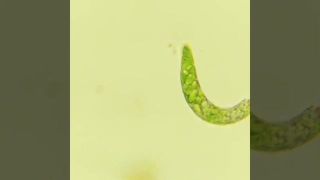 LOMO BIOLAM Mit RASPBERRY PI HQ CAM 40/0,65