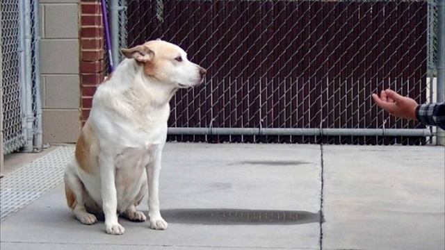 Пес не поверил своему счастью, увидев своего хозяина спустя 3 года разлуки. Его реакция бесценна!