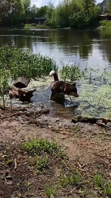 Мощные лапы