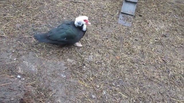 9d5cfc4ce9521b3baa6a0c00c129b3f2