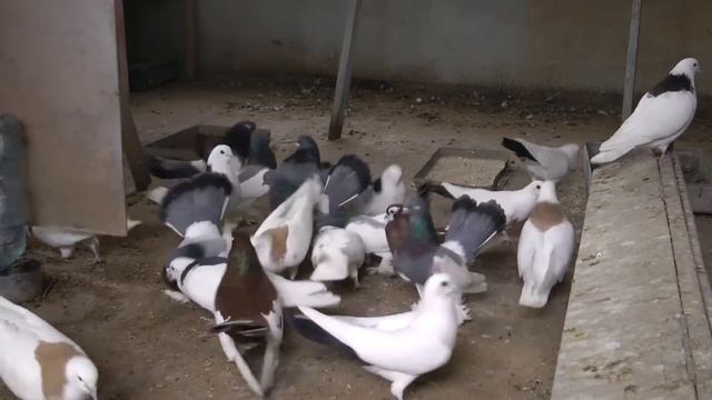 Урюпинские и Гривуны Ухина В.Ф./Uryupinskiye And Grivuny Owner Ukhin Viktor (Russia)