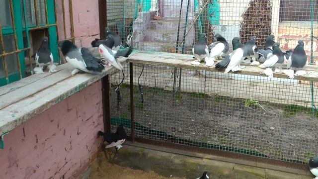 Урюпинские Викулина Н. В./Uryupinskiye Owner Vikulin Nikolay (Russia)