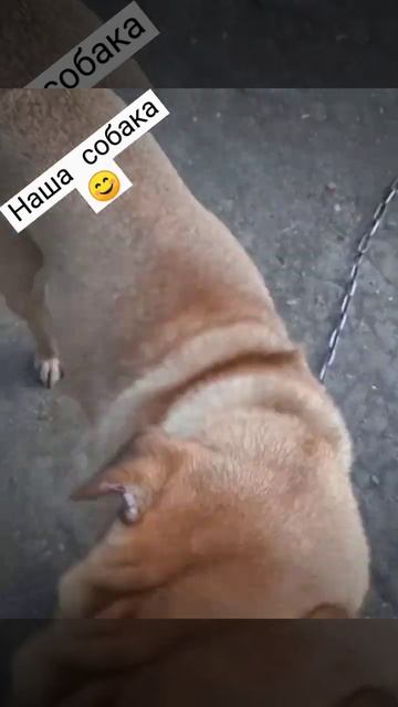 наша собака#животные #майнкрафт #жарко #лето #бравлстарс #ад