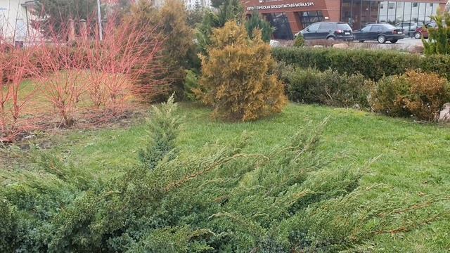 Калининградская Зима.  27.01.2025г