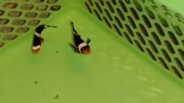 Black Photon/Onxy Hybrid - Tank Raised