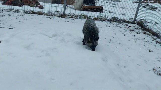 Дикая природа