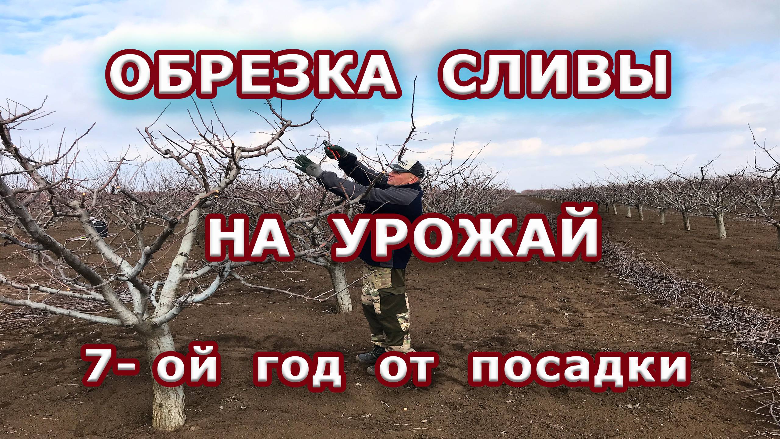 Обрезка сливы на урожай / 7-ой год от посадки