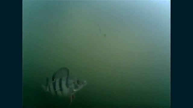 Рыбалка окуня на блесну. Подводная съемка.