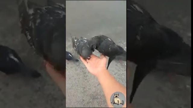 Голуби в детском городке за ДК