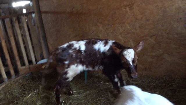 Бусинка сравняла счет !