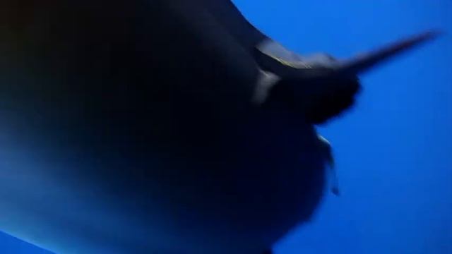 Куба любовь моя