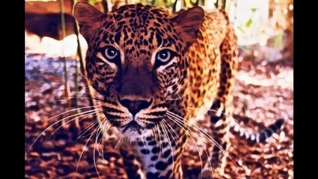 Где мой путь