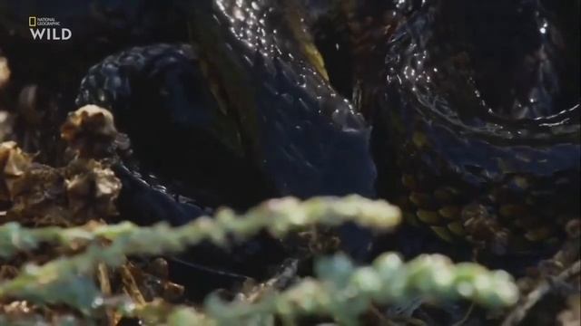 Тигровая змея  одна из самых ядовитых змей