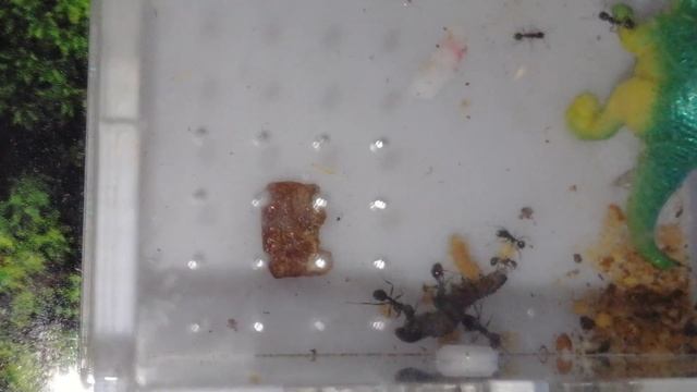 Живая гусеница в муравейнике! Битва!