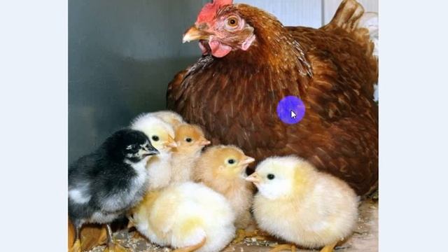 Що сталося з моїми дітками Сухомлинський Сказки на ночь Казки на ніч