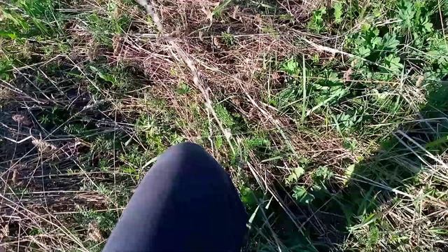 Самец прыткой ящерицы пойманный возле больницы.