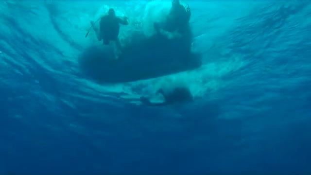 Дюгони и черепахи Красного моря. Бухта Абу-Дабаб