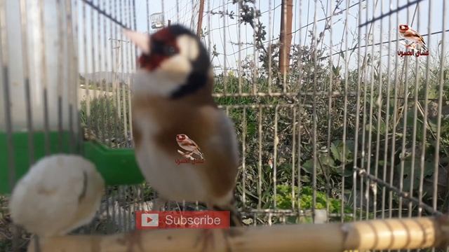 لايمكنك ان تجد تغريد افضل من هذا الخلوي, اقوى حسون هذه الايام