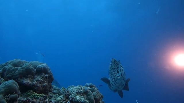 Австралия. Тайны Кораллового моря. Australia. Diving Safari Club 
