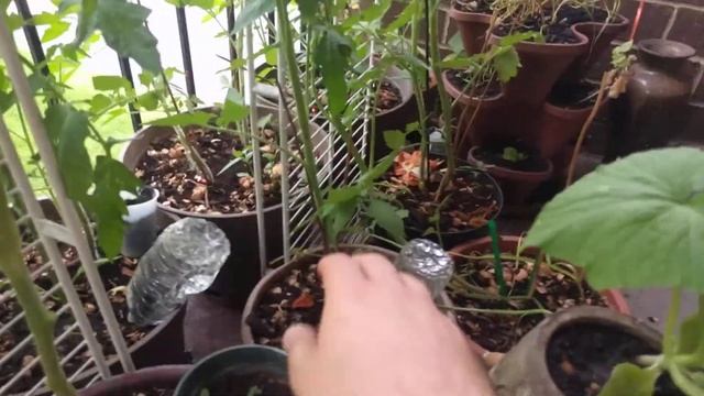 How To Prune, Pollinate And Maintain Your Tomato Plants