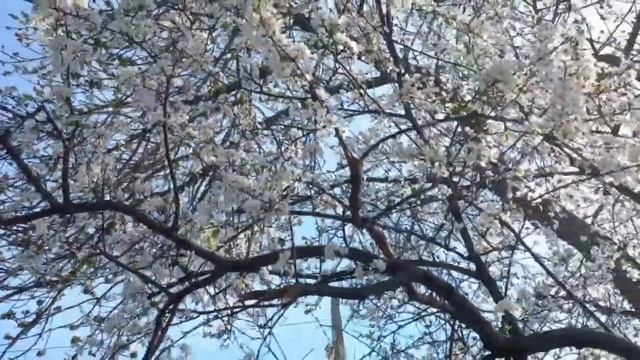 Весенняя прогулка по Севастополю. Мои размышления...