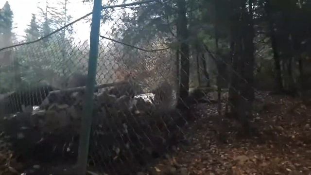 ВЛОГ Зоопарк в Яремче / Воспитание гуманизма