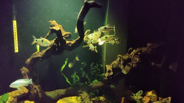 Exodon paradoxus/Serrasalmus nattereri(пиранья Наттерера/Экзодон парадоксальный) и крыло перепелки.