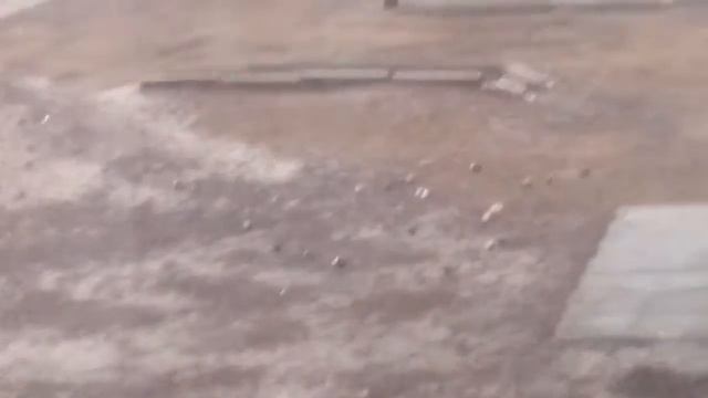 Опасный голуб