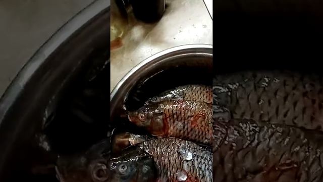 Глисты в рыбке