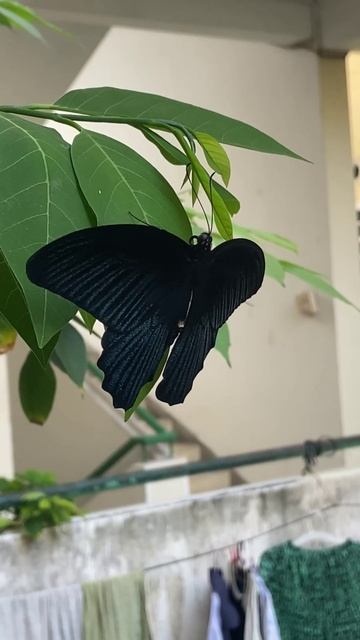 Cb97911443556cefaa8162e2ef3ae484