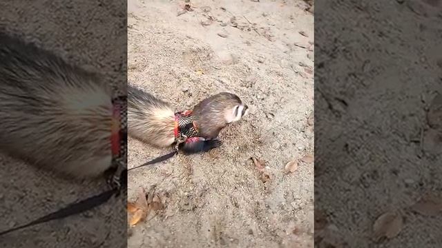 00c925362f9a04f0baba9a2061f943bf