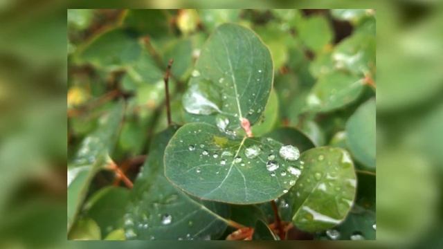 Народные приметы на 29 июня капли росы расскажут о погоде  Погода