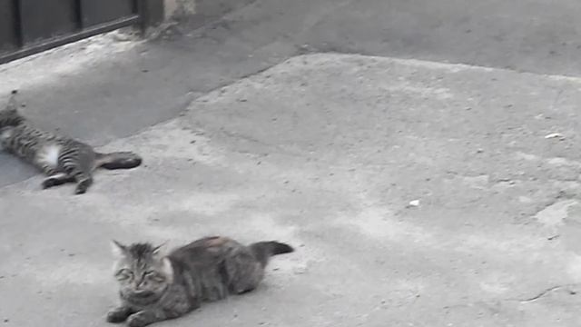 Жить, как говорится, хорошо)