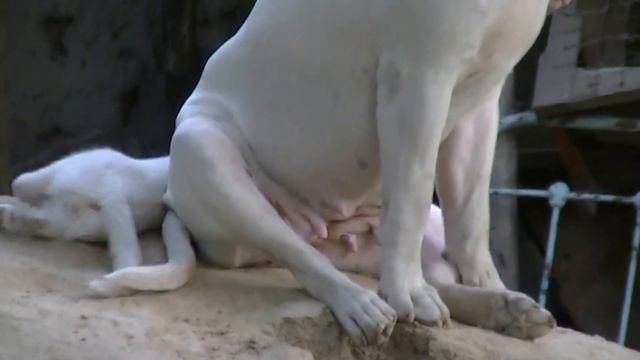 Кот ласкается с сучкой американского бульдога