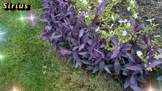 Что приготовил для Вас месяц июль с точки зрения китайской астрологии