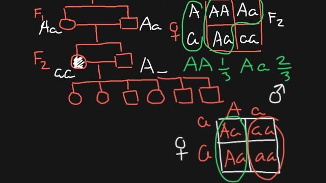 How To Solve Genetics Problems Using Bayes Theorem